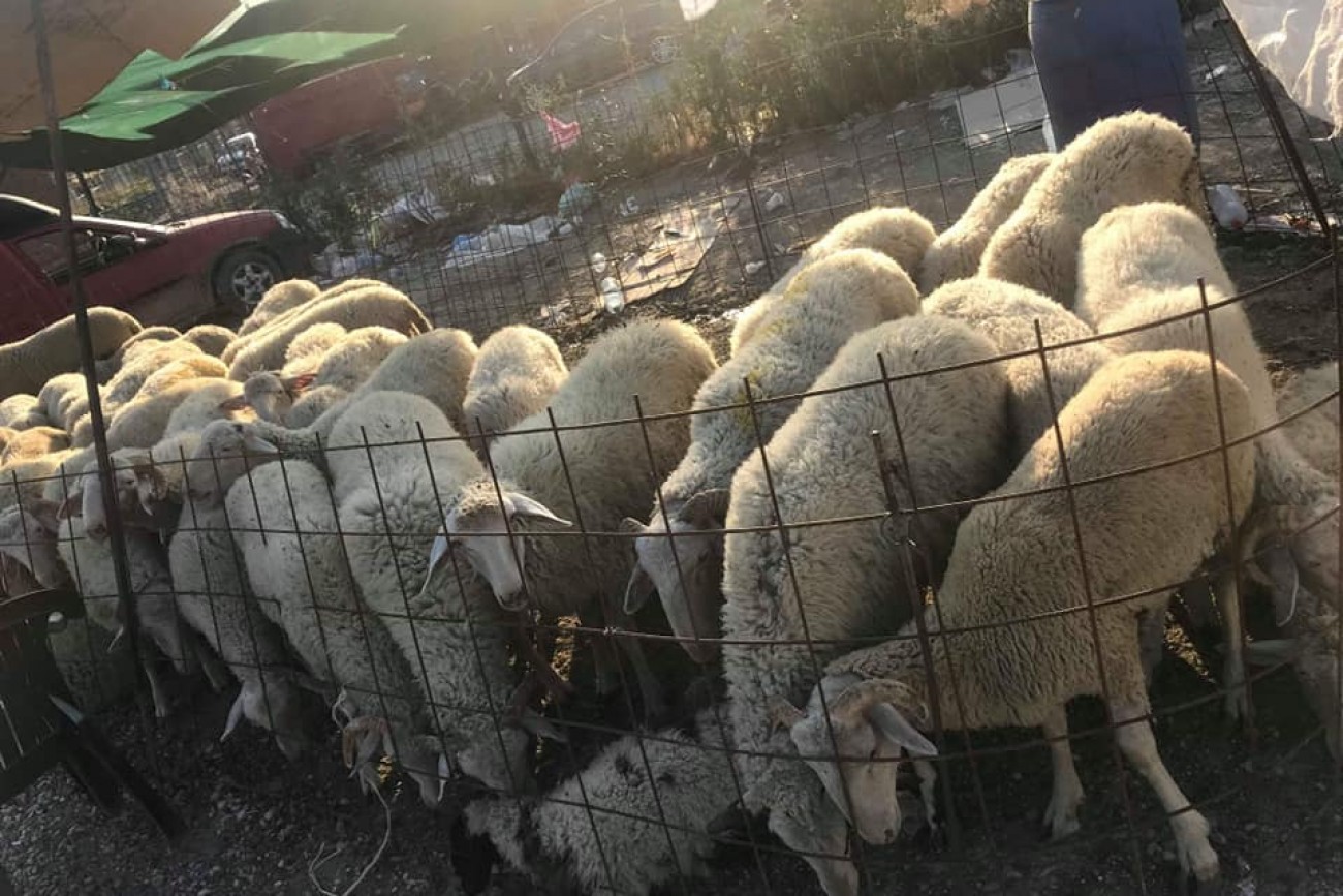 Illegal keeping of sheep | Animal Rights Foundation Kosovo