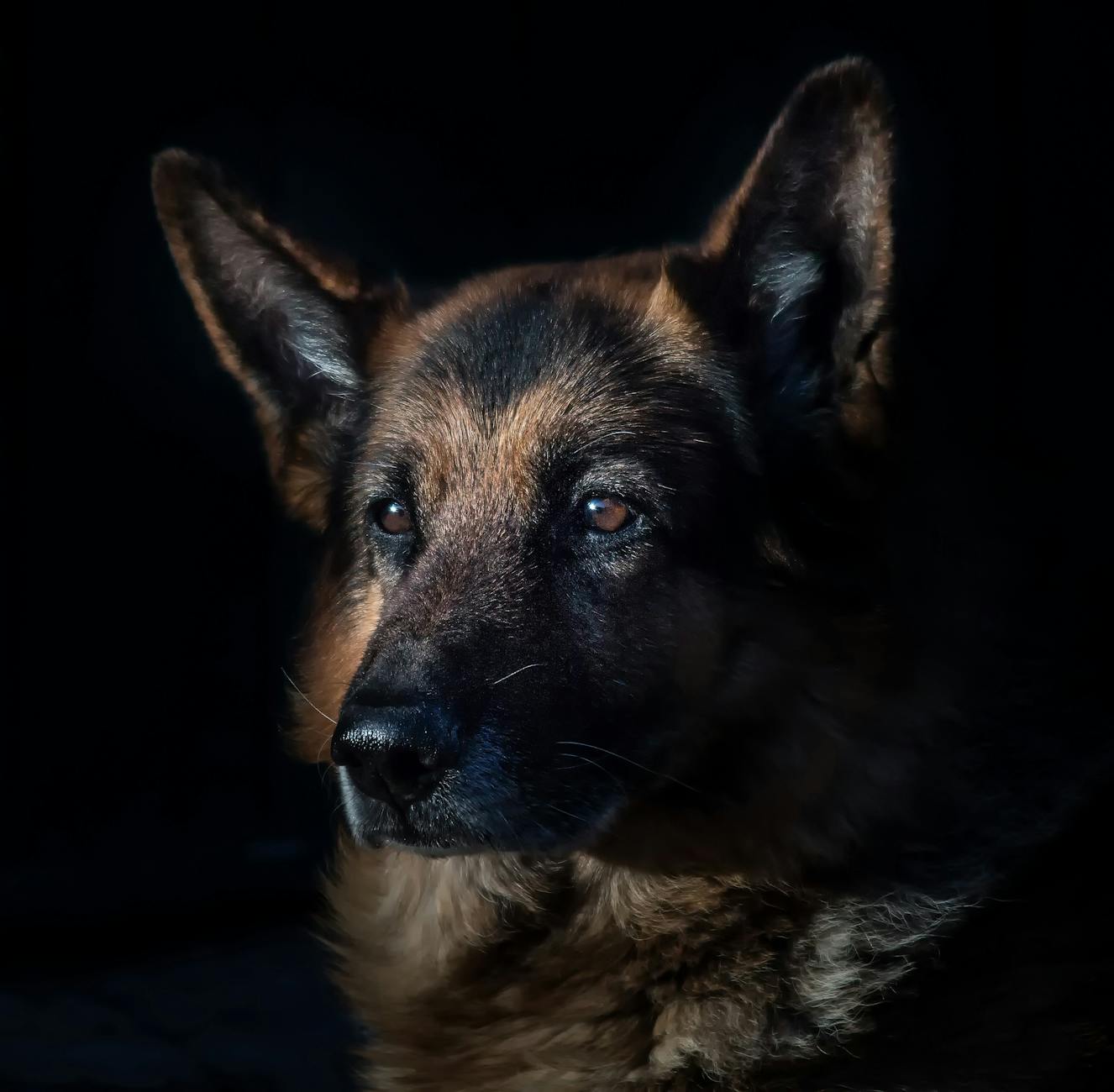 adult black and tan german shepherd